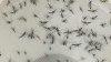 Confirman primera muerte por dengue en Florida mientras que en Hillsborough hay más casos