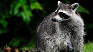 Raccoon-With-Rabies