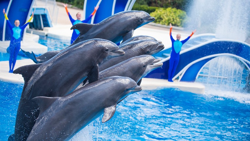 TLMD-delfinesSeaworld2