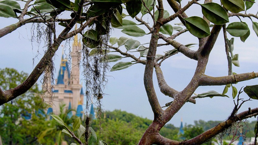TLMD-disneyroboarticulos