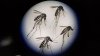 Sarasota anuncia tratamientos aéreos y terrestres contra mosquitos