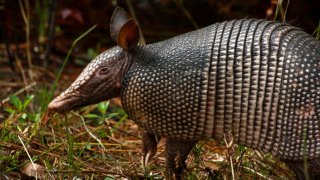 armadillo