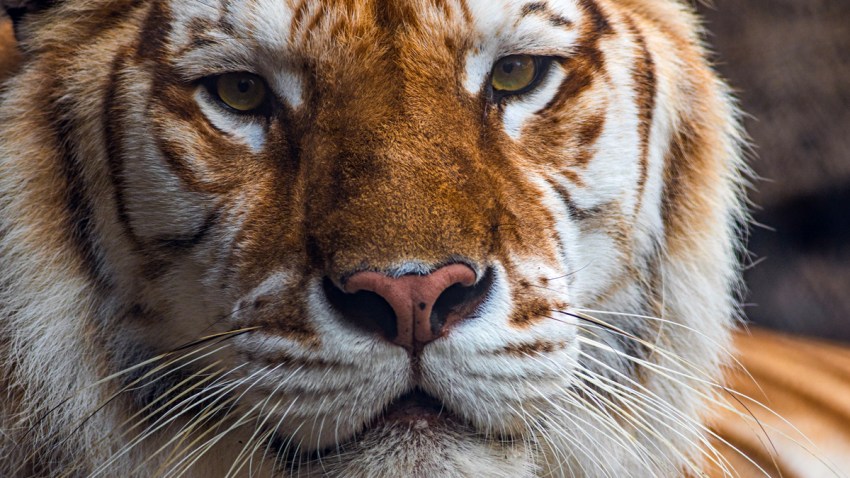 bengal tiger TLMD TAMPA