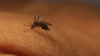 Confirman dos casos de dengue adquiridos localmente en el condado Pinellas