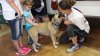 Más de 160,000 mascotas fueron adoptadas en la campaña de Desocupar Los Albergues