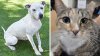 Hillsborough ofrece vacunas y microchips gratis para las mascotas