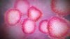 Sigue el misterio por primer caso de contagio de coronavirus de origen desconocido en EEUU
