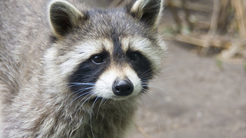 racoon-shutterstock_52066636