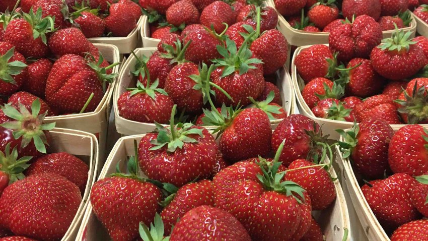 Recoge fresas en Butler's Orchard