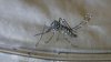 Dengue en Tampa: autoridades visitarán cinco vecindarios ante aumento de casos en Florida