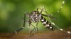 Nuevas cifras: aumentan los casos de dengue en Hillsborough