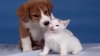 Ofrecen vacunas gratis para perros y gatos en Hillsborough