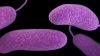 Florida registra la quinta muerte por la bacteria 