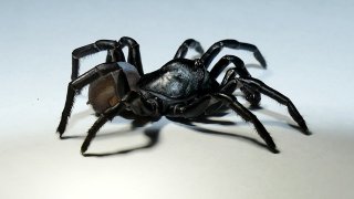 La nueva especie de araña fue encontrada en los bosques rocosos alrededor del zoológico de Miami