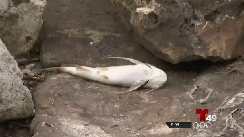 Recogida de peces muertos en playas de Hillsborough