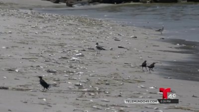 Marea roja continúa afectando las cosas del condado Pinellas