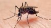 Florida en alerta por nuevas enfermedades transmitidas por mosquitos