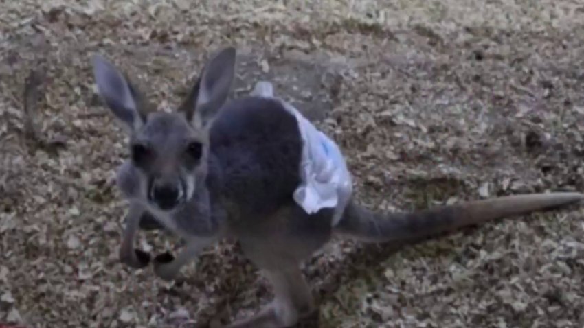 ¿Dónde está Scooby-Doo? Un canguro bebé desaparece de refugio
