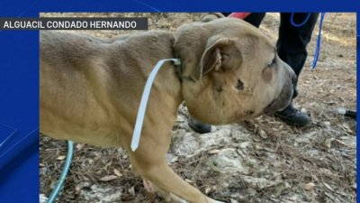 Buscan a responsable de abuso a perro en Hernando