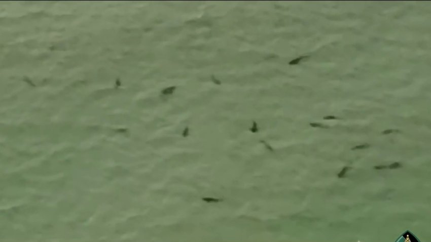 Video capta a decenas de aparentes tiburones en costa de Florida