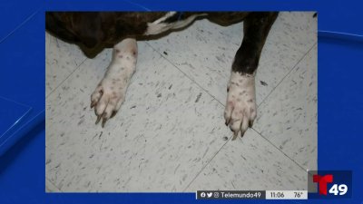 Policía: mujer de Hernando disparaba balas de goma a sus perros
