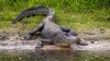 Policía: hombre muere tras ser atacado por un caimán en Largo