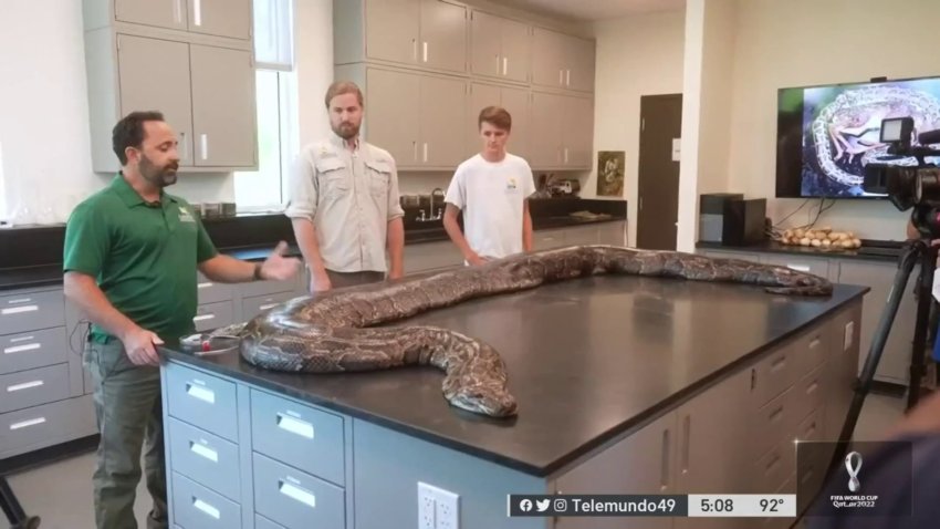 Capturan gigantesca pitón en Naples