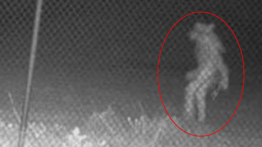 In the dark and early morning hours of May 21 (around 1:25 a.m.), security cameras inside a perimeter fence at the Amarillo Zoo captured a strange image outside the zoo. Photo courtesy of the city of Amarillo.