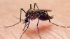 El sur de Florida registra el mayor número de casos de dengue en EEUU para 2024, según los CDC