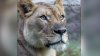 León mata a una leona apenas se la presentan en un zoológico en Alabama