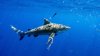 Ataque de tiburón en los Cayos de Florida deja a una persona herida