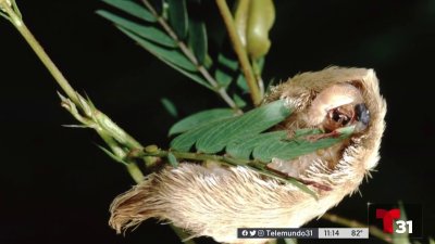 Orugas peludas venenosas amenazan a Florida; qué hacer en caso de picadura