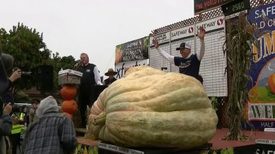 Insólito: calabaza de 2,560 libras rompe el récord como la más pesada de EEUU