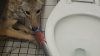 Coyote asustado se esconde en el baño de una escuela