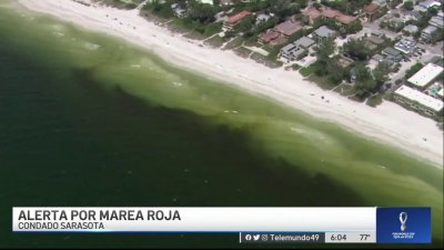 Alerta por marea roja en condado Sarasota – Telemundo Tampa (49)