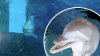 ¿Quién ganará la Copa del Mundo? El delfín Nicholas de Clearwater Aquarium te dice su elección