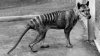 Insólito: los restos del último Tigre de Tasmania estaban en el armario de un museo
