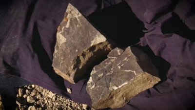 Conoce los dinosaurios de 32 pies que vivían en el sur del continente