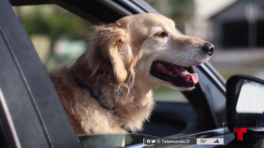 Buscan prohibir que los perros saquen la cabeza en el auto
