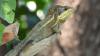 ¿Viste esa lagartija? Científicos piden a floridanos reportar lagartos no nativos