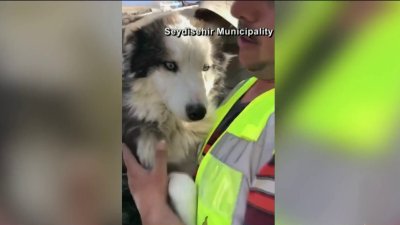 Rescatan a adorable perrito tras 23 días bajo escombros de edificio en Turquía