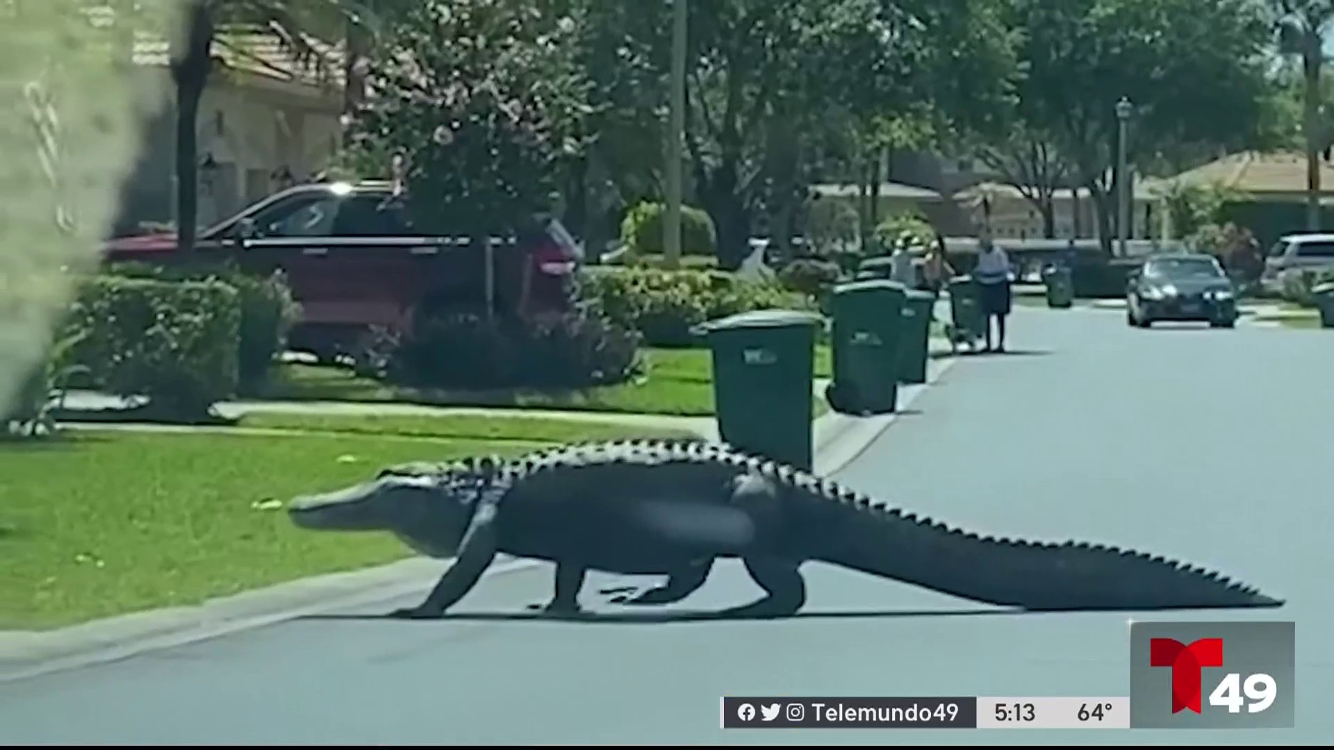 Captan a inmenso reptil cruzando calle de vecindario – Telemundo Tampa (49)