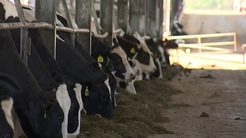 A seis meses de Ian: Granja donde murieron 200 vacas renace de la devastación