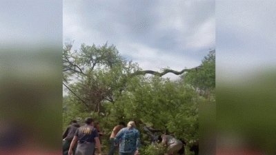 Familia termina hospitalizada tras desplome de árbol en zoológico de Texas