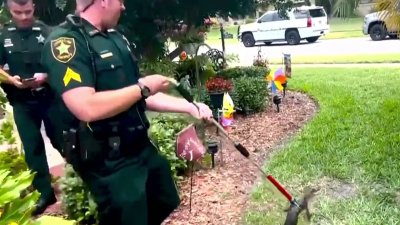 Capturan pequeño caimán en residencia de Pinellas