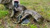 Ya inició la cacería de pitones en Florida: hasta $10,000 para el mejor cazador