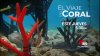 El Viaje del Coral: una mirada al camino de restauración de los arrecifes de coral