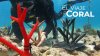 El Viaje del Coral: una mirada al camino de restauración de los arrecifes de coral