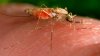 ¿Qué es la malaria, sus síntomas y prevención?