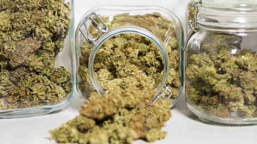 HDR shot of harvested cannabis blooms in jars in front of a white background